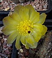 Pterocactus megliolii