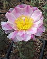 Tephrocactus	alexanderi fma