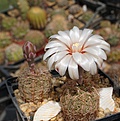 Gymnocalycium  gertii VS 160