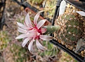 Gymnocalycium amoenum HV0667