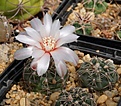 Gymnocalycium amerhauseri GN 1044/3700