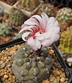 Gymnocalycium ferrarii v.elegans WR 718