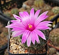 Mammillaria wrightii DC 598