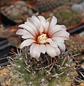 Gymnocalycium ochoterenae LB0378a