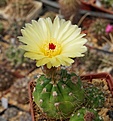 Notocactus ottonis