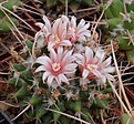 Mammillaria saxicola