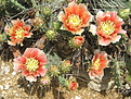 macrorhiza v. pottsii DJF 1447, Albuquerque, NM