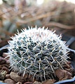 Mammillaria chionocephala Sandia