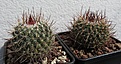 Mammillaria mystax FO250