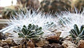 Mammillaria zephyranthoides Tamazulapan, Oax