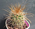 Parodia maxima VG933