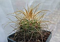 Parodia maxima VG935