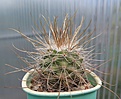 Parodia maxima VG936