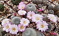 Rebutia narvaecensis