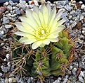 Gymnocalycium schuetzlianum F2 hybr ex Kahrmann