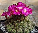 Sulcorebutia	ayopayana