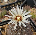 Gymnocalycium bodenbenderianum P122