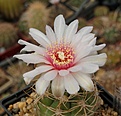 Gymnocalycium megalothelos