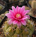 Gymnocalycium denudatum cv. Jan Suba