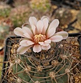 Gymnocalycium catamarcense ssp.schmidianum BKS 133