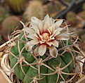 Gymnocalycium hybopleurum