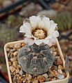 Gymnocalycium prohazkianum VG345