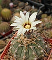 Gymnocalycium vatteri