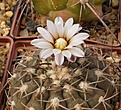 Gymnocalycium  riojense ssp.kozelskyanum  v.sanjuanense VS 33