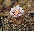 Gymnocalycium castellanosii v.armillatum P217