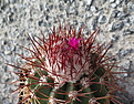 Melocactus guitarti