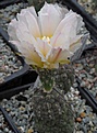 Tephrocactus	alexanderi geometricus cv 'mammut'