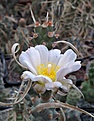 Tephrocactus	articulatus DJF359