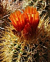 Parodia	albescens