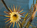 selenicereus grandiflorus