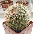 Mammillaria simplex.