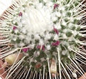 Mammillaria spinosissima v. Un Pico.