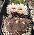 Gymnocalycium palpa v albipulpa