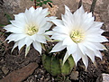 Echinopsis subdenudata