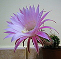 Echinopsis