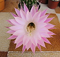 Echinopsis