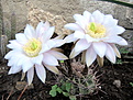 Echinopsis