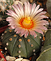 Astrophytum asteriam f. nudum