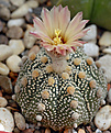 Astrophytum asteriam