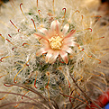 Mammillaria bocasana