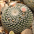 Mammillaria lenta