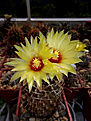 Hamatocactus setispinus