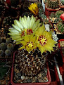 Hamatocactus setispinus