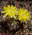 Acanthocalycium glaucum P 394