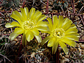 Acanthocalycium glaucum P 394