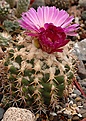 Coryphantha elephantidens  ssp. elephantidens